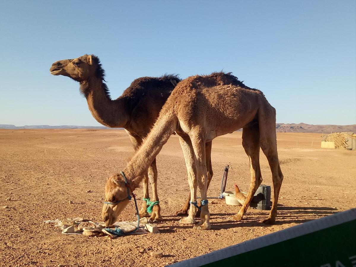 Sahara Peace Camp Hotel Zagora Luaran gambar