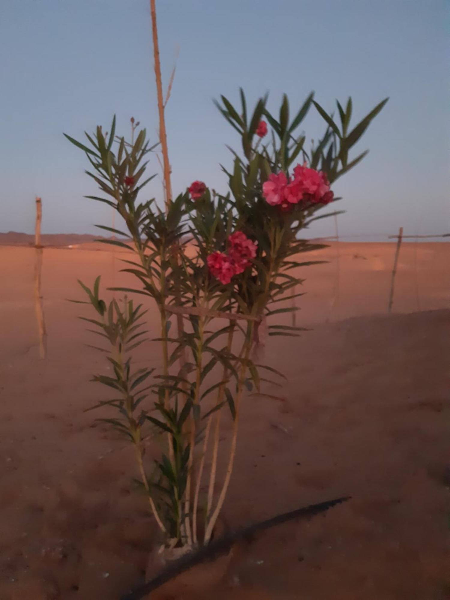 Sahara Peace Camp Hotel Zagora Luaran gambar